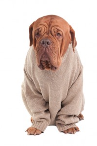 Dog with sweater